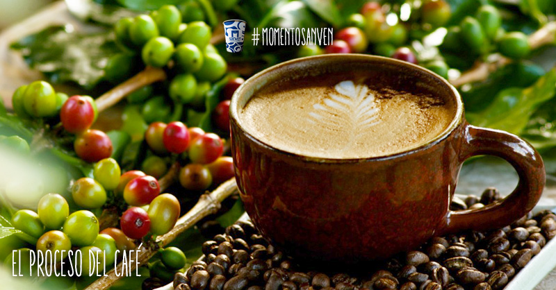 Descubre los pasos en la producción del café